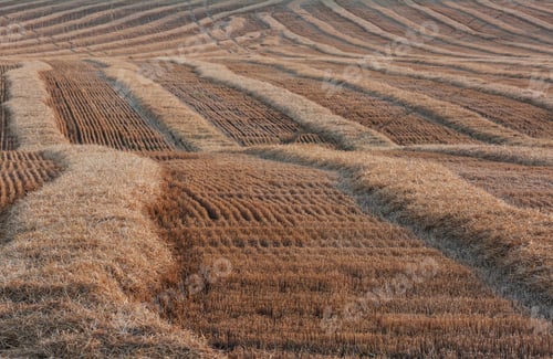 Preview: Wheat field