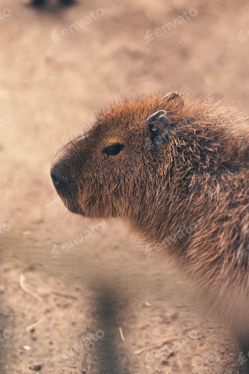Preview: Vertical closeup of a capybara walking around in a zoo