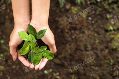 Preview: Hands holding young plant over soil background