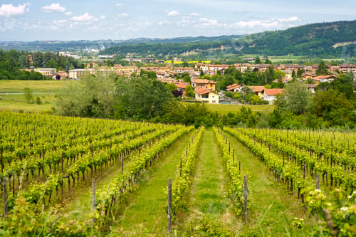 Preview: Vineyards of Monferrato near Gavi at springtime