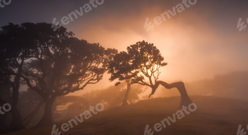 Preview: Fanal forest , old mystical tree in Madeira island, Unesco