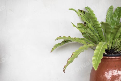 Vista previa: Pot plant