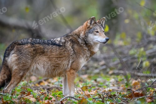 Preview: Close up wolf in autumn forest background