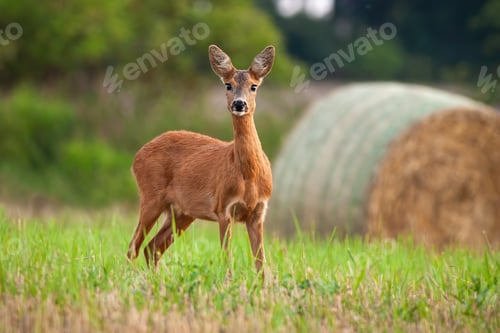 Preview: Roe deer doe standing on hay field in summer nature