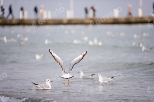 Preview: Flock of ivory seagulls walks on the sand of the beach, collects bread crumbs, fly, swim in the sea