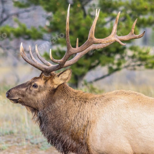 Majestic Elk with Antlers in a Natural Habitat