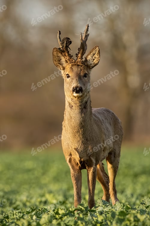 Preview: Roe deer stag at sunset with winter fur