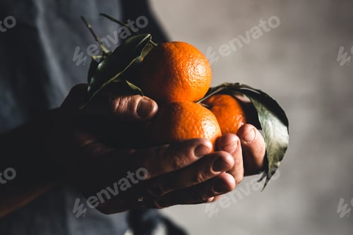 Preview: Ripe juicy sweet orange mandarins in a human hand against a dark background. PNOV2019