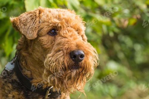 Preview: dog, pet, terrier, dogs