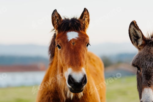 Preview: domestic and farm animals