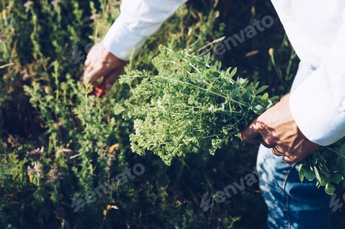 Preview: Man is cutting wild oregano in the mountain