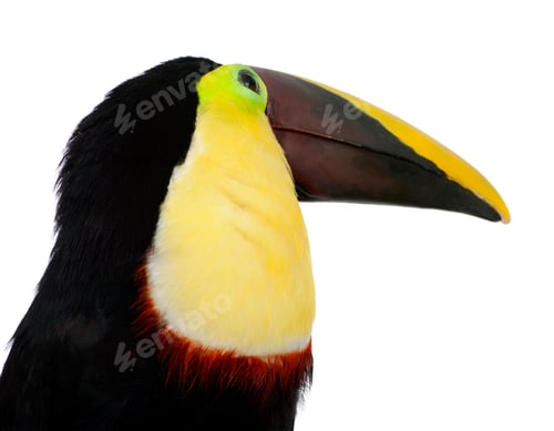 Preview: Chestnut-mandibled Toucan - Ramphastos swainsonii (3 years)