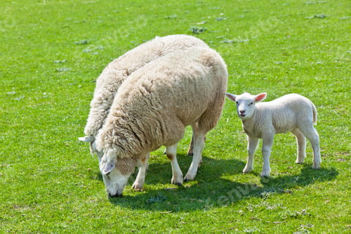Preview: Sheep on the green grass