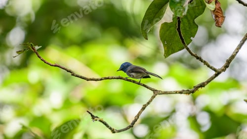 Preview: Black-naped monarch or black-naped blue flycatcher perches on a tree branch