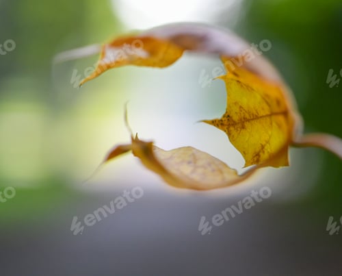 Preview: Closeup or macro of an orange leaf in autumn