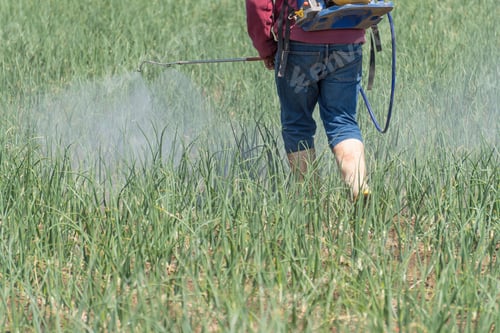 Preview: Farmer spraying fertilizers in an onion field