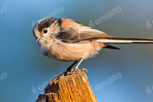 Preview: Long-tailed Tit, Mediterranean Forest, Spain