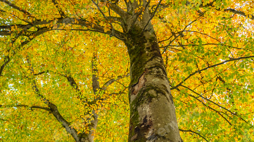 Preview: Autumn Mixed Forest, Oberammergau, Germany