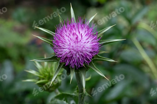 Preview: Whole fresh purple milk thistle flower close up