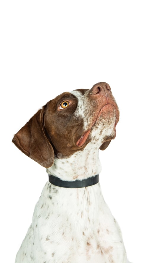 Preview: Pointer Dog Looking Up into Copy Space