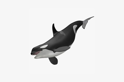 Visualização: Vista lateral da baleia assassina com a boca aberta