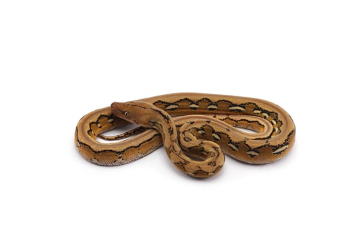 Preview: Snake Reticulated python isolated on white background
