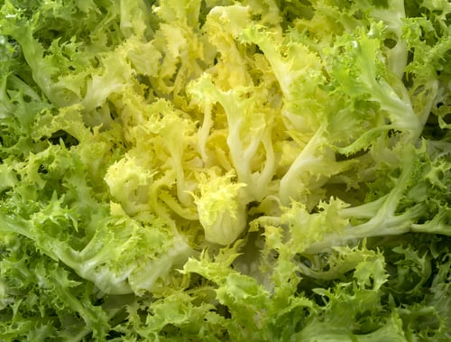 Preview: curly endive in studio