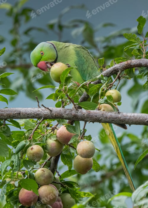 Preview: The Rose Ringed Parakeet