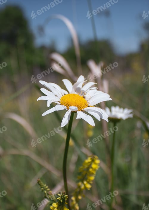 Preview: Daisy in a field