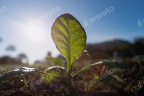 Preview: Small tree growing with beautiful morning sunshine in garden eco friendly for sustainable