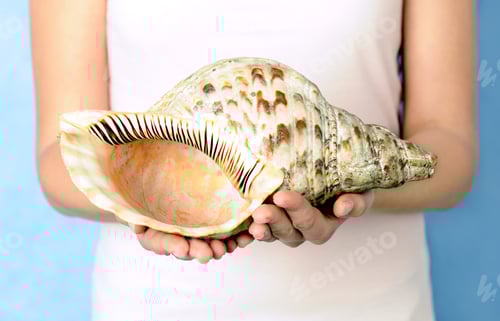 Preview: Female hands with shell