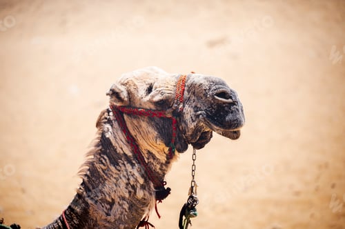 Preview: Closeup of a colorfully saddled camel in a sandy desert