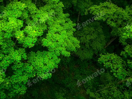 Preview: Green natural background of trees from above