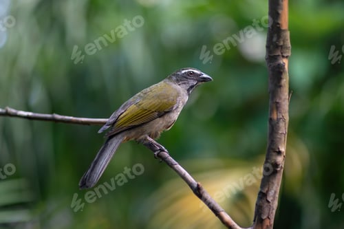 Preview: Buff-throated Saltator bird (Saltator similis)