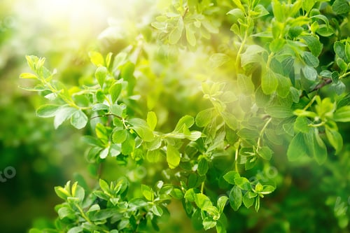 Preview: green fresh foliage