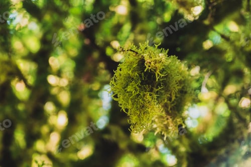 Preview: Tree branch covered with moss in rainforest