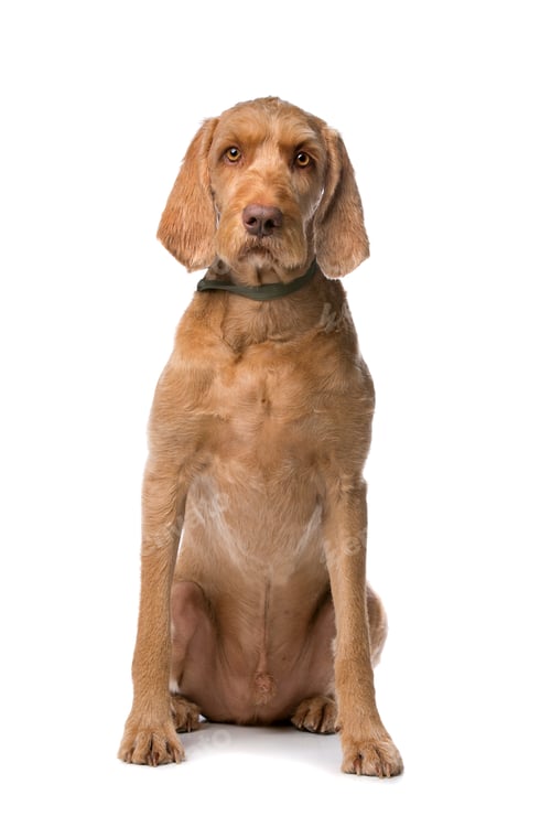 Preview: dog