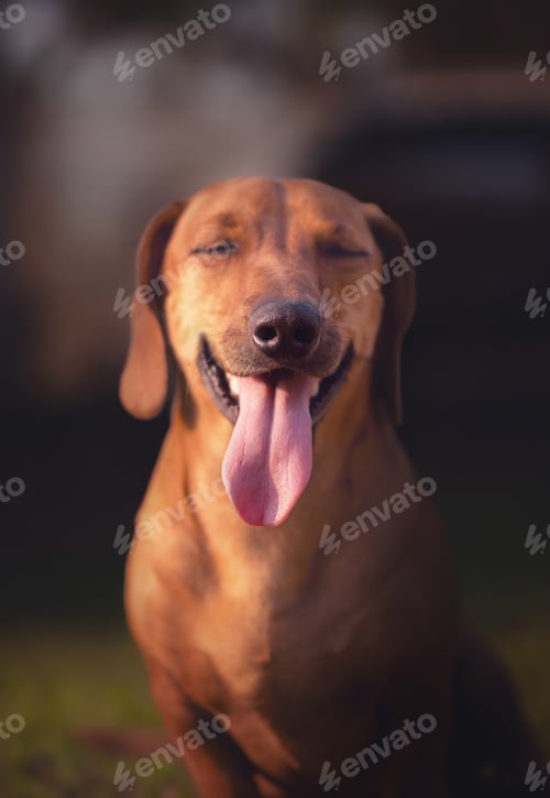 Preview: Big Tongue