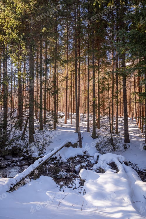 Preview: Stunning river and frozen forest in Koscieliska valley in winter