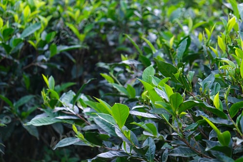 Preview: Tea leaves on bush in tea plantation. Close-up Tea with Mountains on Background