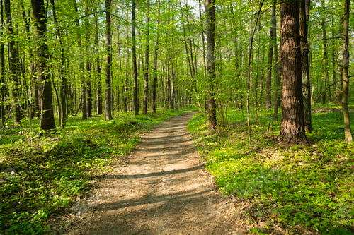 Preview: A path in a green forest on a sunny spring day