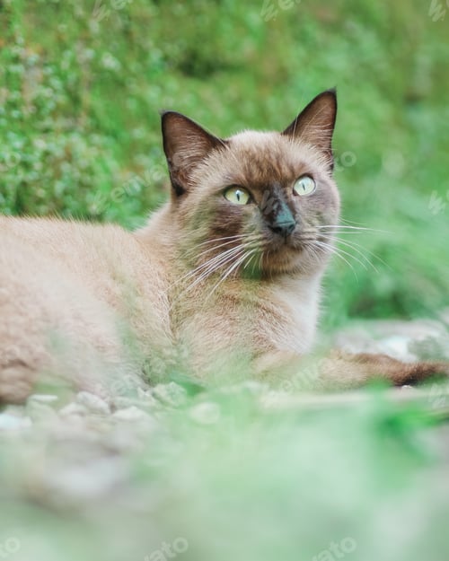 Preview: cute cat
