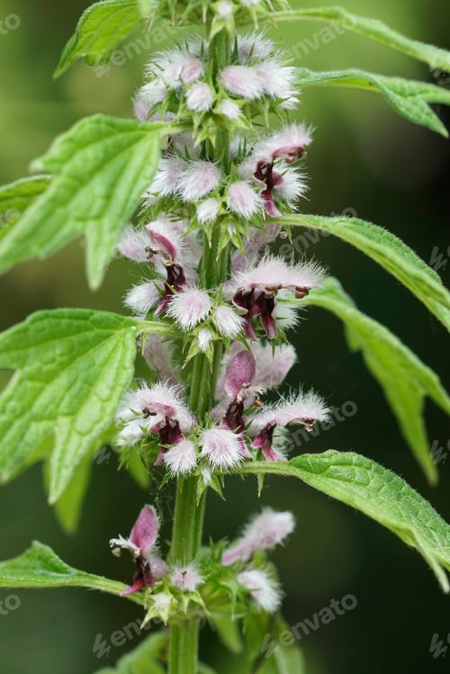 Preview: Vertical closeup on the pink hairy flowers of Common Motherwort, Leonurus cardiaca in the garden