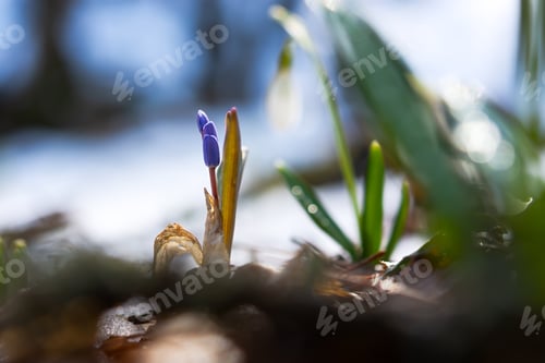 Preview: Blue snowdrop lat. Scilla close-up growing in the forest.