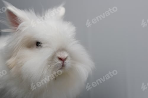Preview: Closeup shot of a white angora rabbit