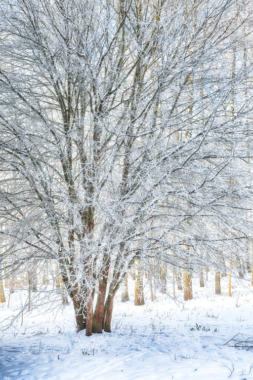 Preview: Picturesque landscape with snow-covered trees in the city park.