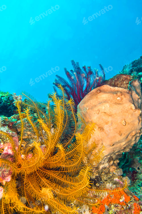Preview: Feather Star, Coral Reef, North Sulawesi, Indonesia