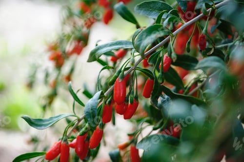 Preview: Goji berry fruits and plants in sunshine garden
