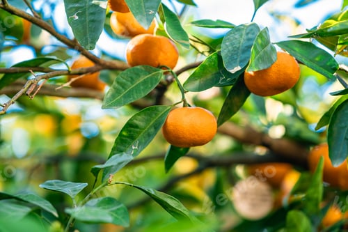 Preview: Closeup of ripe mandarins on tree