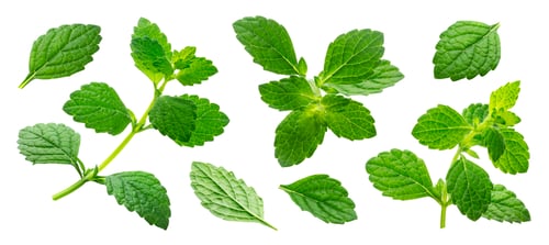 Preview: Melissa collection, lemon balm leaves isolated on white background